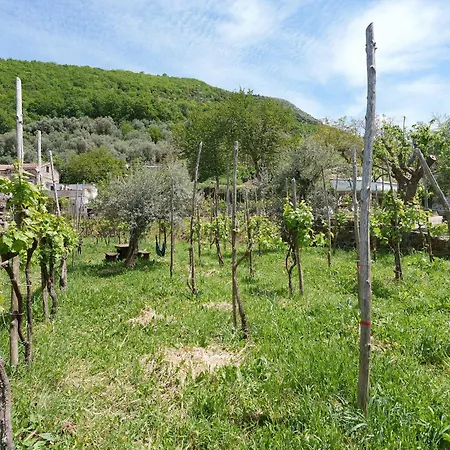 Ara Solis Arola (Campania)